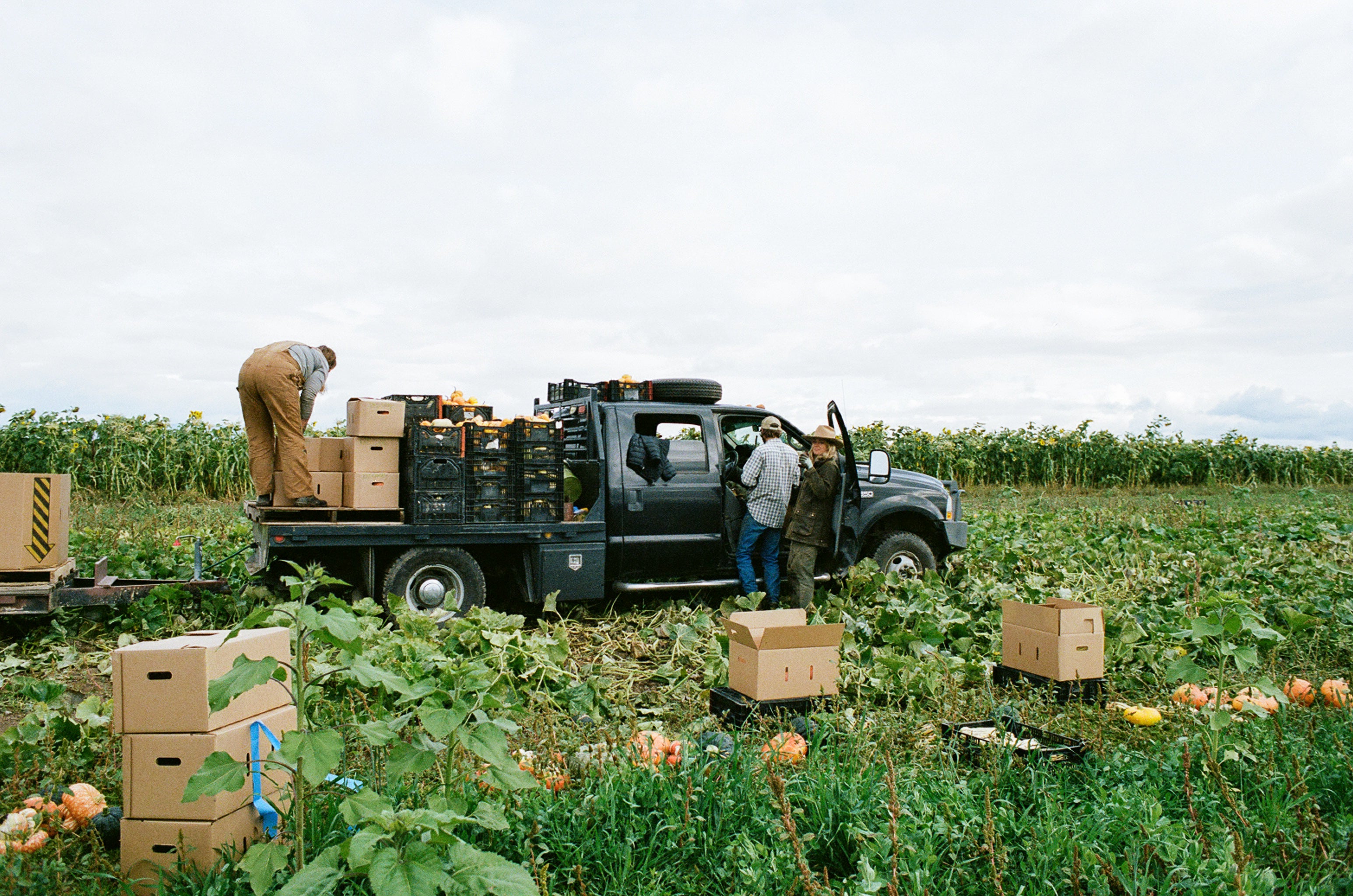 Agriculture, food distribution, the future